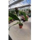 Anthurium Warocqueanum