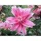 Лилиум Broken Heart LL155