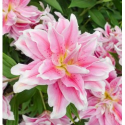 Лилиум Sweet Rosy LL164A