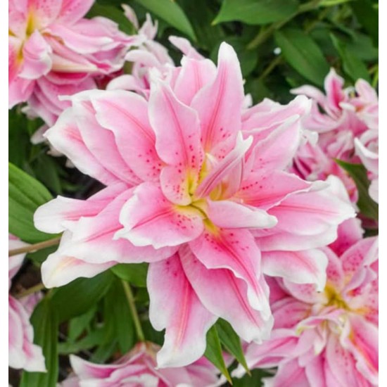 Лилиум Sweet Rosy LL164A