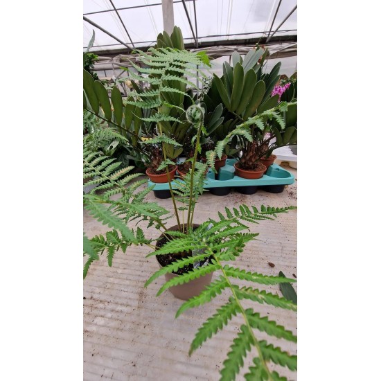 Dicksonia Antarctica Дървовидна папрат Студоустойчива 