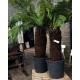 Dicksonia Antarctica Дървовидна папрат Студоустойчива 