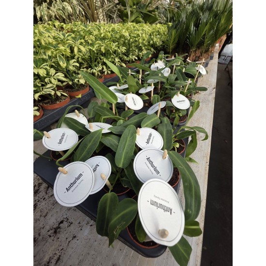 Anthurium
