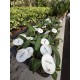 Anthurium
