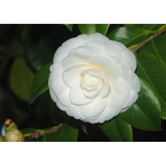 Camellia