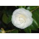 Camellia