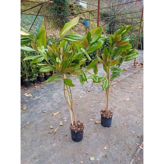 Magnolia grandiflora