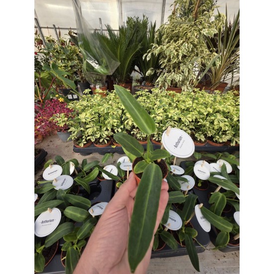 Anthurium