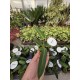 Anthurium