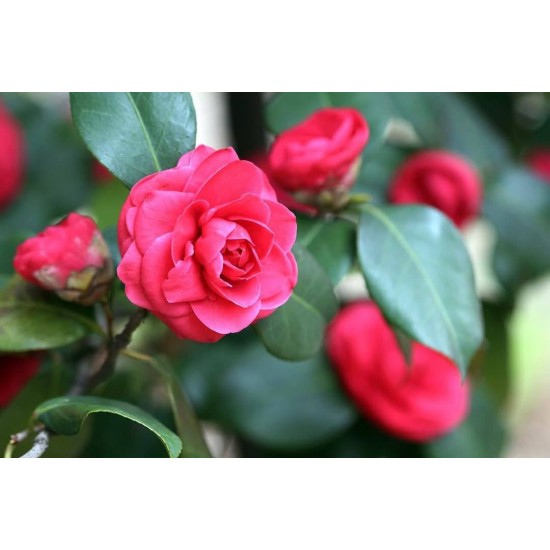 Camellia