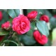 Camellia