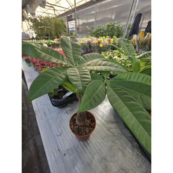 Pahira the money tree!!
