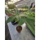 Pahira the money tree!!
