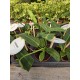 Anthurium