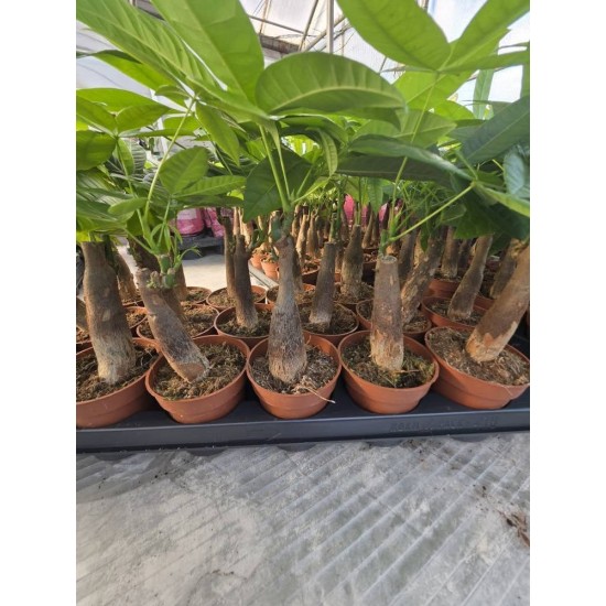 Pahira the money tree!!