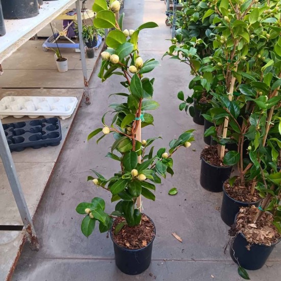 Camellia