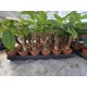 Pahira the money tree!!