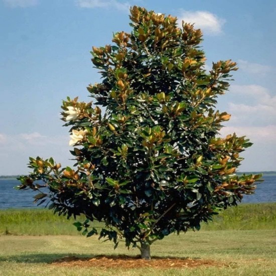 Magnolia grandiflora