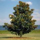 Magnolia grandiflora