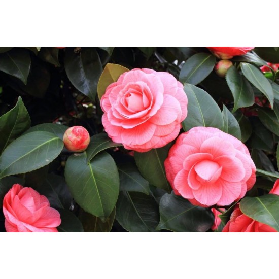 Camellia