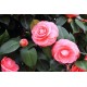 Camellia