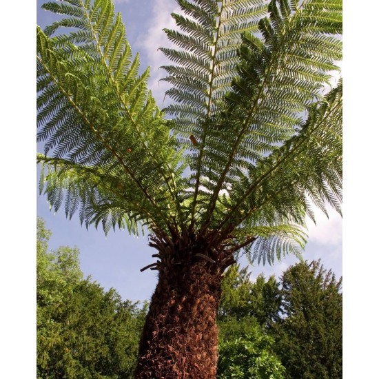 Dicksonia Antarctica Дървовидна папрат Студоустойчива 