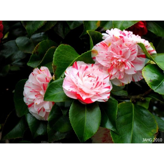 Camellia