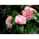 Camellia