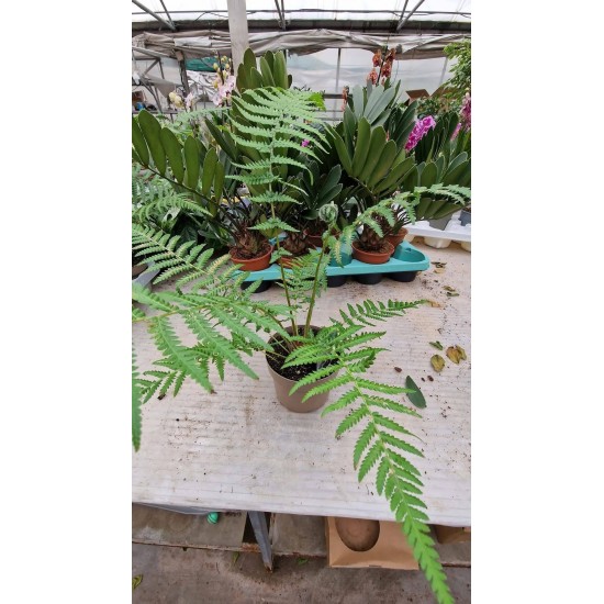 Dicksonia Antarctica Дървовидна папрат Студоустойчива 