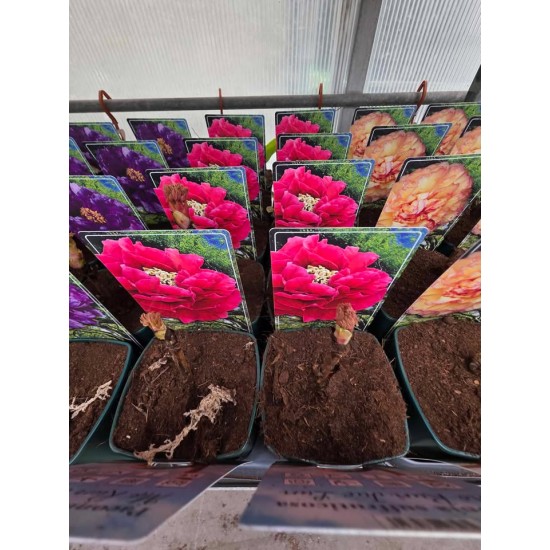 Tree Peony  (Mo Run Jue Lun)