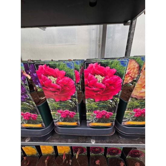 Tree Peony  (Mo Run Jue Lun)