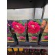 Tree Peony  (Mo Run Jue Lun)
