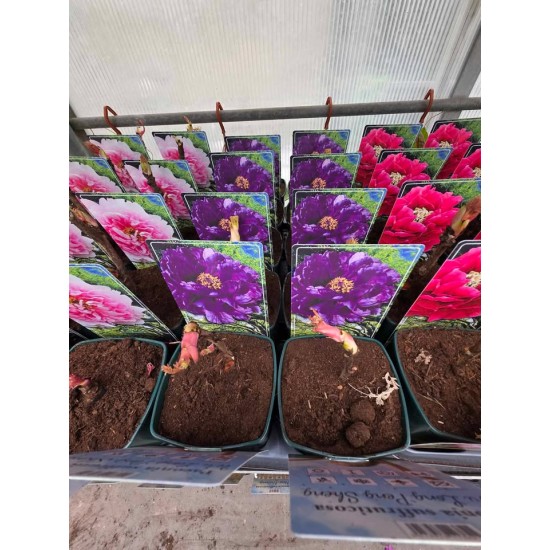 Tree Peony  (Wu Long Peng Sheng)