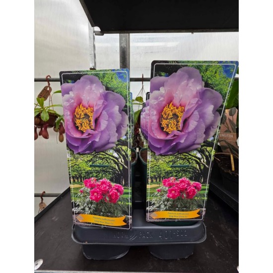 Tree Peony (Paeonia Suffruticosa)