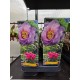 Tree Peony (Paeonia Suffruticosa)