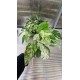 Епипремнум Pinn Marble Variegata