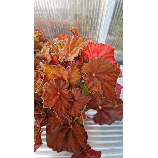 Бегония (Beleaf Amber Love)