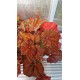 Бегония (Beleaf Amber Love)
