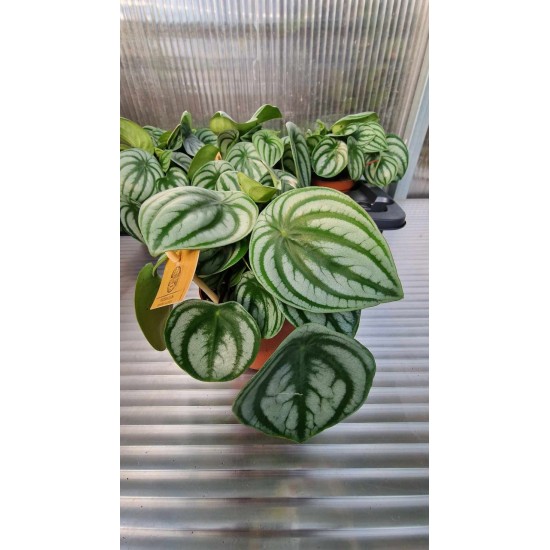 Peperomia Argyreia