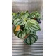 Peperomia Argyreia