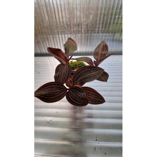 Wild Orchid (ludisia Spiderman)