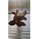 Wild Orchid (ludisia Spiderman)
