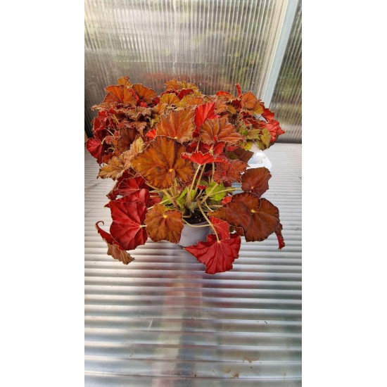 Бегония (Beleaf Amber Love)