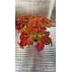 Бегония (Beleaf Amber Love)