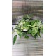Епипремнум Pinn Marble Variegata