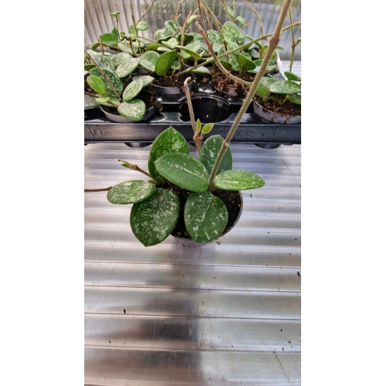 Alocasia (Melo Reptile)
