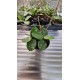 Alocasia (Melo Reptile)