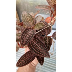 Wild Orchid (ludisia Spiderman)