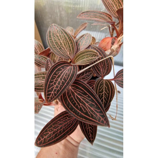 Wild Orchid (ludisia Spiderman)