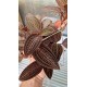 Wild Orchid (ludisia Spiderman)